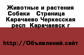 Животные и растения Собаки - Страница 4 . Карачаево-Черкесская респ.,Карачаевск г.